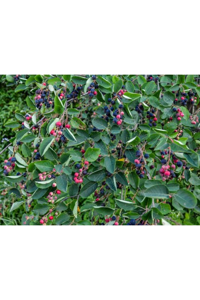 Унікальний сорт Ірги вільхолистої Слейт